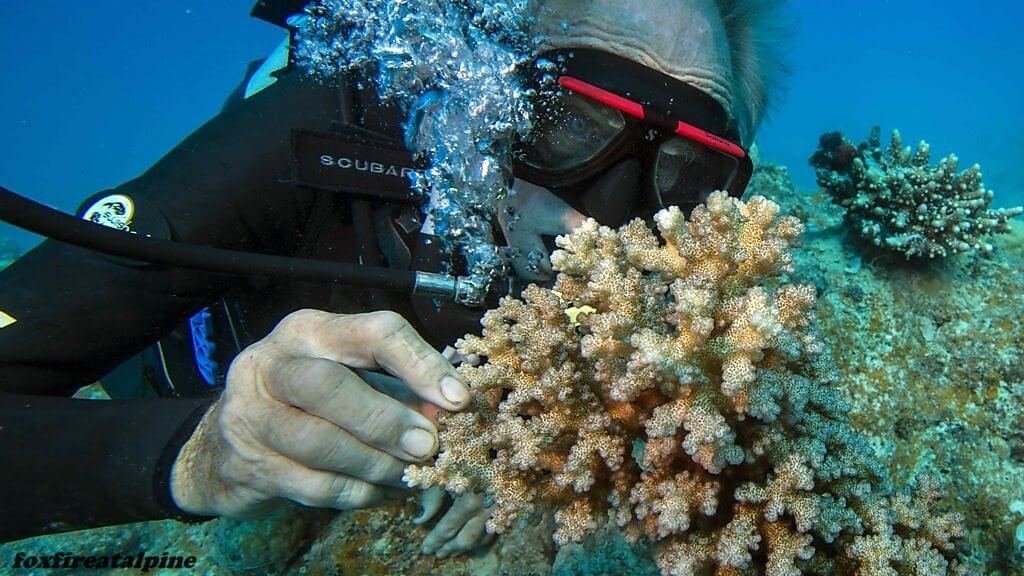 ปะการังที่เพาะพันธุ์ร่วมกับแนวปะการังที่ใหญ่ที่สุดในยุโรป เช่นเดียวกับสัตว์ต่างๆ บนเรือโนอาห์ ปะการังก็มารวมกันเป็นคู่ เมื่อวันจันทร์